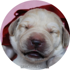 Wineレッド(LARIMER男の子)